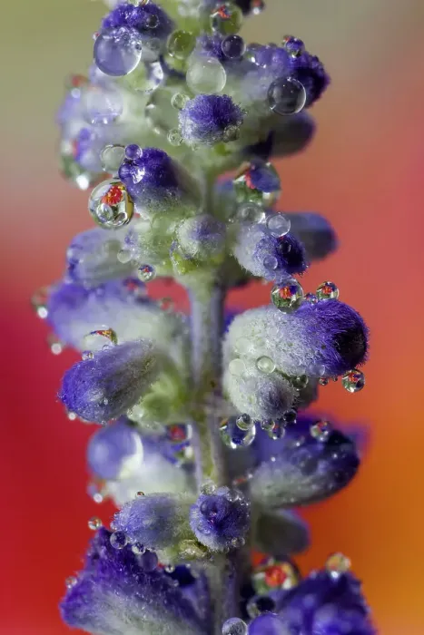 Framed Print : USA, Washington State, Sammamish. Close-up of dewdrops on blue budding delphinium flowers Framed Print : USA, Washington State, Sammamish. Close-up of dewdrops on blue budding delphinium flowers