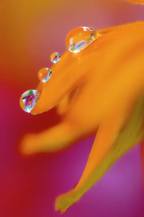 Framed Print : USA, Washington State, Sammamish. Dewdrop on petal of orange profusion zinnia Framed Print : USA, Washington State, Sammamish. Dewdrop on petal of orange profusion zinnia