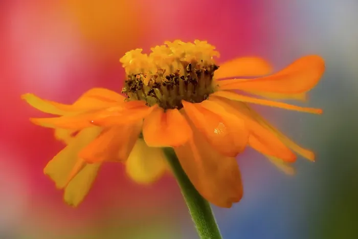 Framed Print : USA, Washington State, Sammamish. Close-up of orange profusion zinnia
