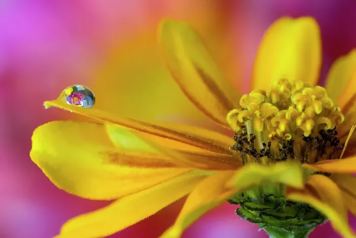 Framed Print : USA, Washington State, Sammamish. Dewdrop on petal of orange profusion zinnia