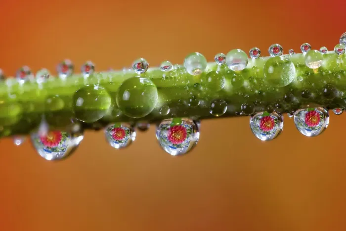 Framed Print : USA, Washington State, Sammamish. Dewdrops on dahlia stem reflecting a dahlia in the background Framed Print : USA, Washington State, Sammamish. Dewdrops on dahlia stem reflecting a dahlia in the background