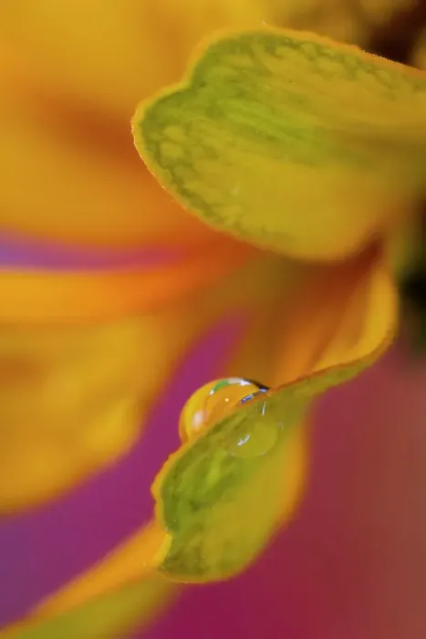 Framed Print : USA, Washington State, Sammamish. Dewdrop on petal of orange profusion zinnia Framed Print : USA, Washington State, Sammamish. Dewdrop on petal of orange profusion zinnia