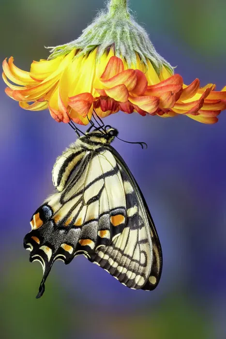 Framed Print : USA, Washington State, Sammamish. Eastern tiger swallowtail buttery on orange gerber daisy
