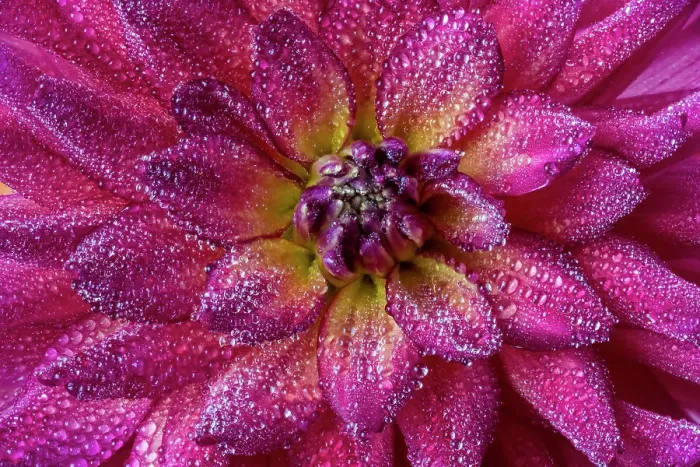 Framed Print : USA, Washington State, Sammamish. Close-up of dahlia flower bloom with circular growth and dewdrops