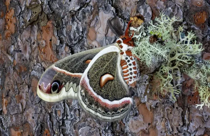 Framed Print : USA, Washington State, Sammamish. Close-up of Columbia silk moth resting on lichen covered branch backdrop Ponderosa bark Framed Print : USA, Washington State, Sammamish. Close-up of Columbia silk moth resting on lichen covered branch backdrop Ponderosa bark