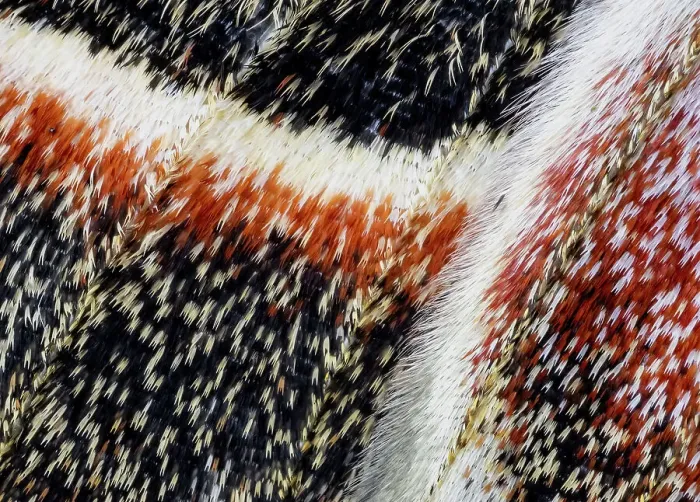Framed Print : USA, Washington State, Sammamish. Close-up of Columbia silk moth wing detail and scales Framed Print : USA, Washington State, Sammamish. Close-up of Columbia silk moth wing detail and scales