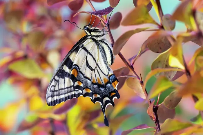 Framed Print : USA, Washington State, Sammamish. Eastern tiger swallowtail buttery resting on fall colored barberries
