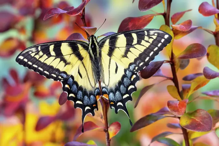 Framed Print : USA, Washington State, Sammamish. Eastern tiger swallowtail buttery resting on fall colored barberries Framed Print : USA, Washington State, Sammamish. Eastern tiger swallowtail buttery resting on fall colored barberries
