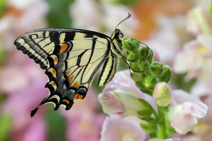 Framed Print : USA, Washington State, Sammamish. Eastern tiger swallowtail buttery on pink and white snapdragons Framed Print : USA, Washington State, Sammamish. Eastern tiger swallowtail buttery on pink and white snapdragons
