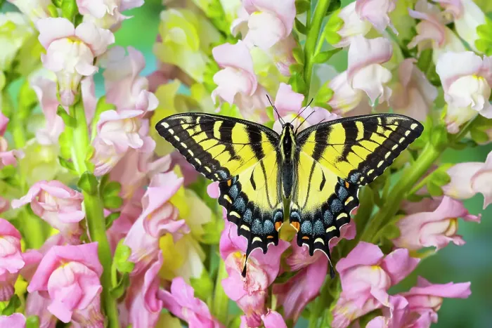 Framed Print : USA, Washington State, Sammamish. Eastern tiger swallowtail buttery on pink and white snapdragons