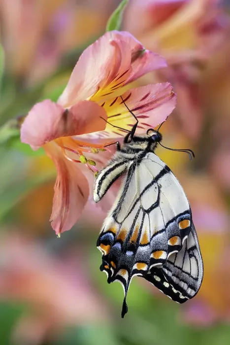 Framed Print : USA, Washington State, Sammamish. Eastern tiger swallowtail buttery on Peruvian lily Alstroemeria Framed Print : USA, Washington State, Sammamish. Eastern tiger swallowtail buttery on Peruvian lily Alstroemeria