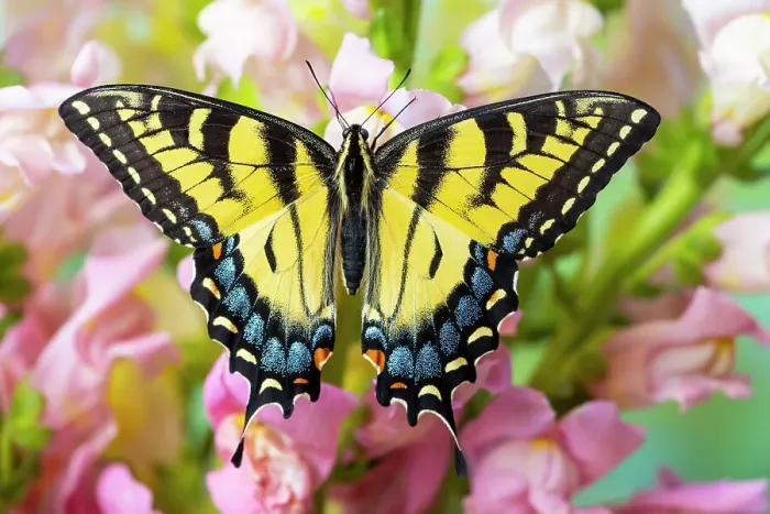 Framed Print : USA, Washington State, Sammamish. Eastern tiger swallowtail buttery on pink and white snapdragons Framed Print : USA, Washington State, Sammamish. Eastern tiger swallowtail buttery on pink and white snapdragons