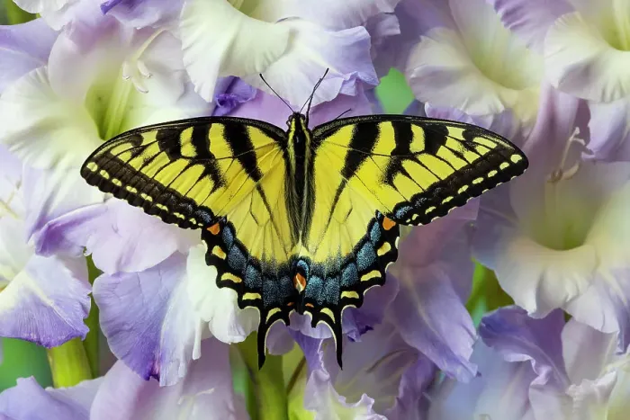 Framed Print : USA, Washington State, Sammamish. Eastern tiger swallowtail buttery on light lavender glad flowers