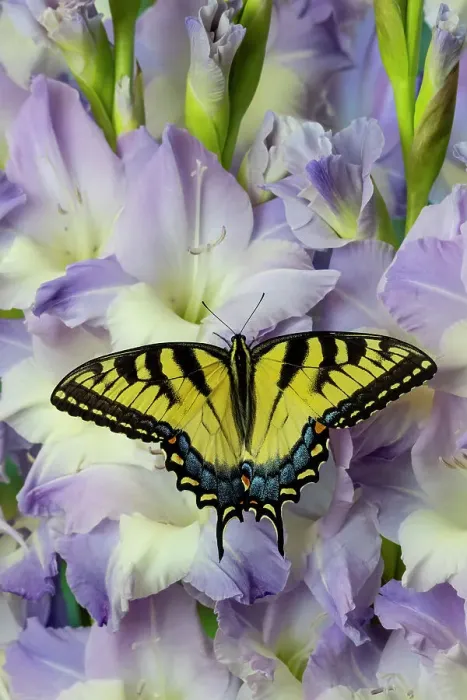 Framed Print : USA, Washington State, Sammamish. Eastern tiger swallowtail buttery on light lavender glad flowers Framed Print : USA, Washington State, Sammamish. Eastern tiger swallowtail buttery on light lavender glad flowers
