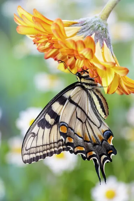 Framed Print : USA, Washington State, Sammamish. Eastern tiger swallowtail buttery on orange gerber daisy Framed Print : USA, Washington State, Sammamish. Eastern tiger swallowtail buttery on orange gerber daisy