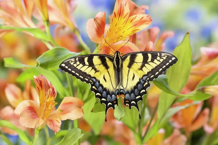 Framed Print : USA, Washington State, Sammamish. Eastern tiger swallowtail buttery on Peruvian lily Alstroemeria Framed Print : USA, Washington State, Sammamish. Eastern tiger swallowtail buttery on Peruvian lily Alstroemeria