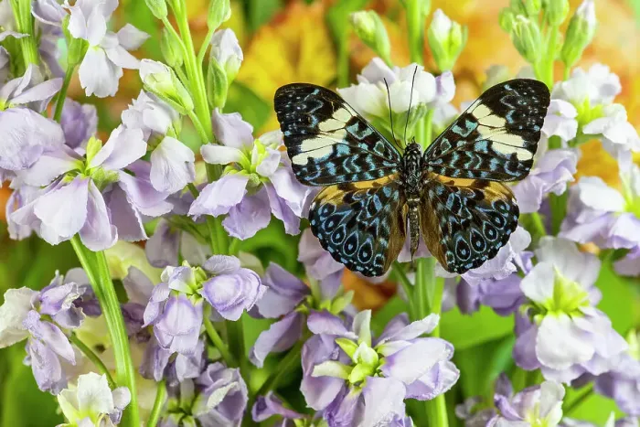 Framed Print : USA, Washington State, Sammamish. Tropical butterfly the cracker buttery, wings out on lavender stock Framed Print : USA, Washington State, Sammamish. Tropical butterfly the cracker buttery, wings out on lavender stock