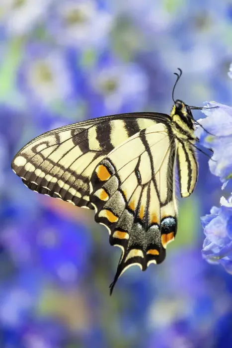 Framed Print : USA, Washington State, Sammamish. Eastern tiger swallowtail buttery on blue delphinium Framed Print : USA, Washington State, Sammamish. Eastern tiger swallowtail buttery on blue delphinium