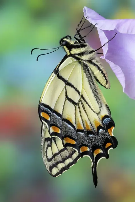 Framed Print : USA, Washington State, Sammamish. Eastern tiger swallowtail buttery on light lavender glad flowers Framed Print : USA, Washington State, Sammamish. Eastern tiger swallowtail buttery on light lavender glad flowers