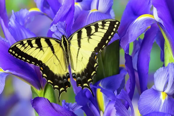 Framed Print : USA, Washington State, Sammamish. Eastern tiger swallowtail buttery on blue Dutch iris Framed Print : USA, Washington State, Sammamish. Eastern tiger swallowtail buttery on blue Dutch iris