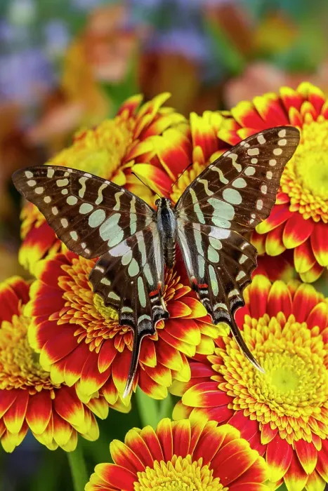 Framed Print : USA, Washington State, Sammamish. Tropical swallowtail butterfly large striped, graphium antheus on flowering red and yellow gerber daisy