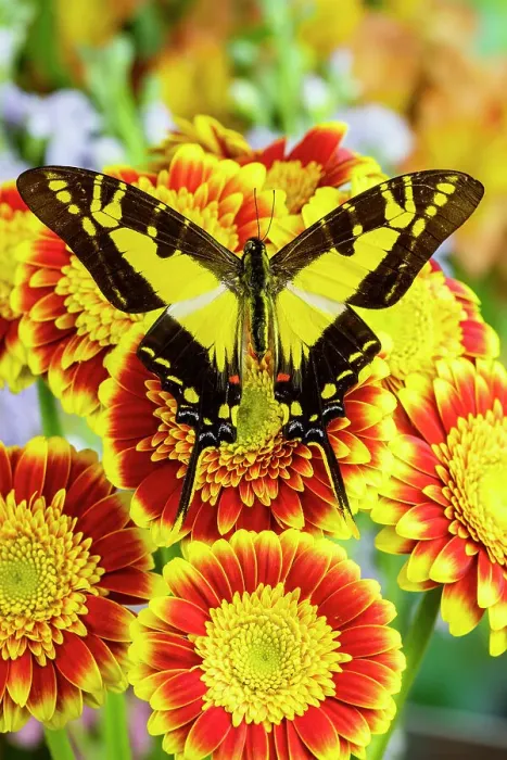Framed Print : USA, Washington State, Sammamish. Tropical butterfly the orange kite, Eurytides thyastes on red and yellow gerber daisy Framed Print : USA, Washington State, Sammamish. Tropical butterfly the orange kite, Eurytides thyastes on red and yellow gerber daisy