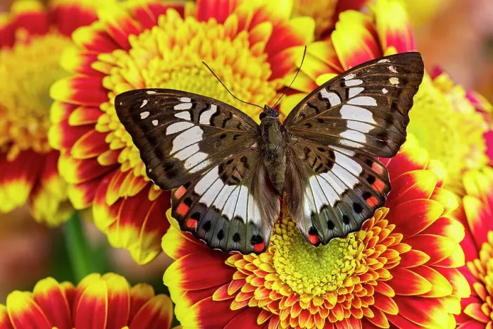 Framed Print : USA, Washington State, Sammamish. Tropical male butterfly Euthalia adonia resting on some yellow and red gerber daisy flowers