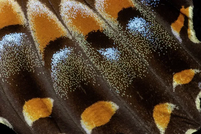 Framed Print : USA, Washington State, Sammamish. Swallowtail butterfly wing detail