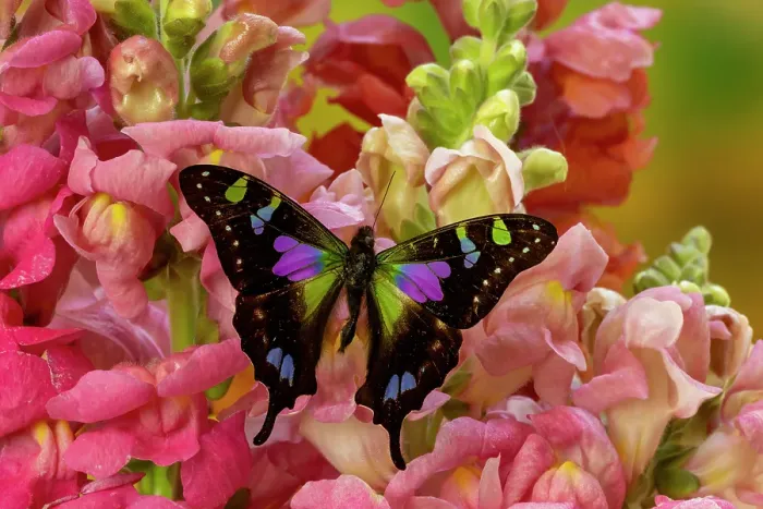 Framed Print : USA, Washington State, Sammamish. Purple spotted swallowtail on flowers
