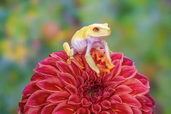 Framed Print : USA, Washington State, Sammamish. Albino red-eyed tree frog Framed Print : USA, Washington State, Sammamish. Albino red-eyed tree frog