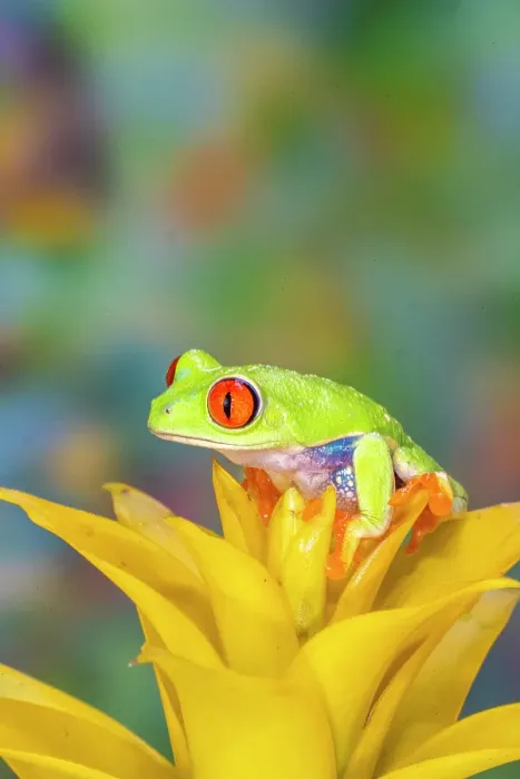 Framed Print : USA, Washington State, Sammamish. Red-eyed tree frog Framed Print : USA, Washington State, Sammamish. Red-eyed tree frog