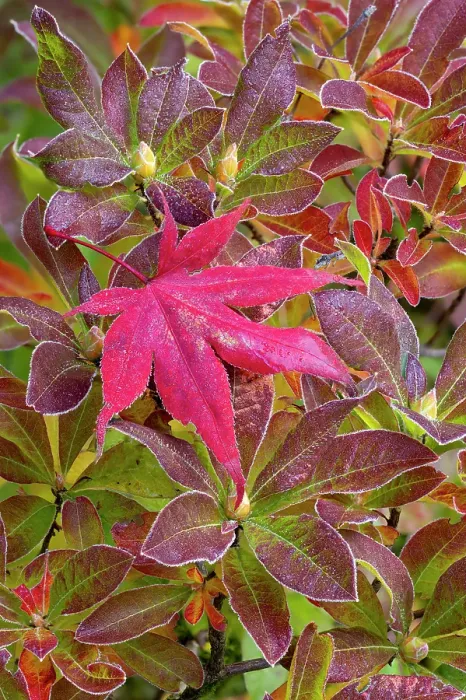 Framed Print : USA, Washington State, Sammamish. Garden with frost on fallen Japanese maple leaf onto frosted azalea Framed Print : USA, Washington State, Sammamish. Garden with frost on fallen Japanese maple leaf onto frosted azalea