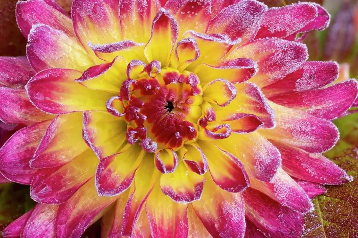 Framed Print : USA, Washington State, Sammamish. Garden with frost on dahlia