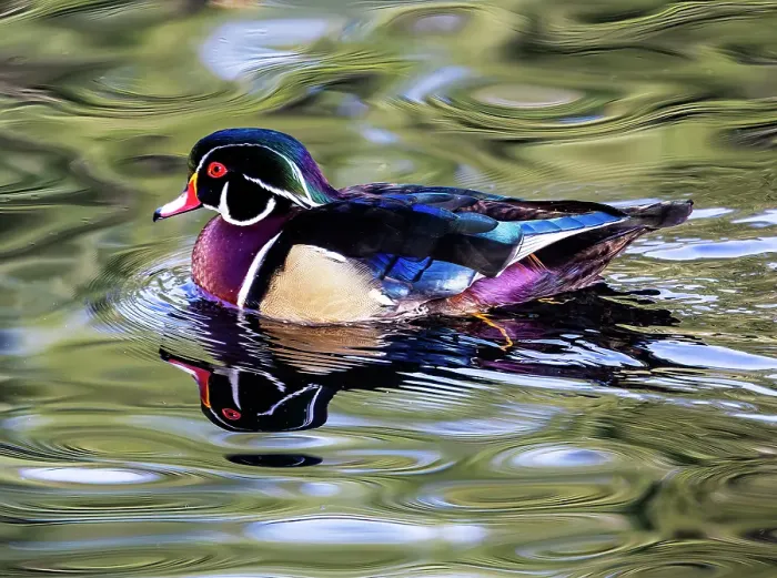 Framed Print : USA, Washington State, Sammamish. Yellow Lake Male Wood Duck Framed Print : USA, Washington State, Sammamish. Yellow Lake Male Wood Duck