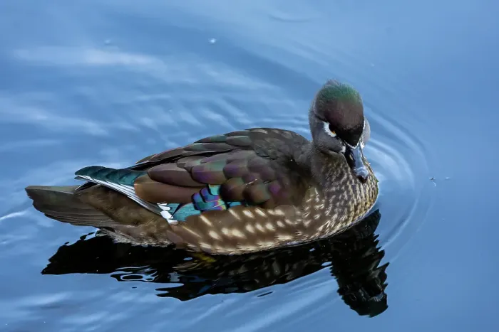 Framed Print : USA, Washington State, Sammamish. Yellow Lake female Wood Duck
