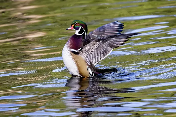 Framed Print : USA, Washington State, Sammamish. Yellow Lake Male Wood Duck. Flapping wings Framed Print : USA, Washington State, Sammamish. Yellow Lake Male Wood Duck. Flapping wings