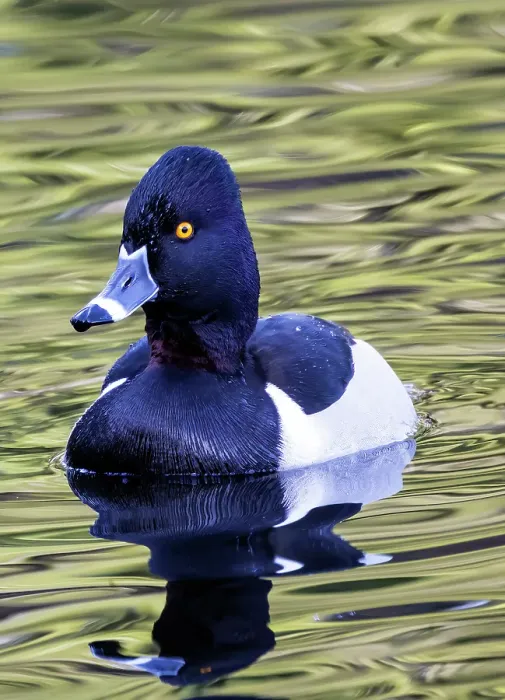 Framed Print : USA, Washington State, Sammamish. Ring-necked diving duck