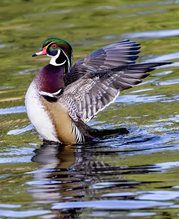 Framed Print : USA, Washington State, Sammamish. Yellow Lake Male Wood Duck. Flapping wings Framed Print : USA, Washington State, Sammamish. Yellow Lake Male Wood Duck. Flapping wings