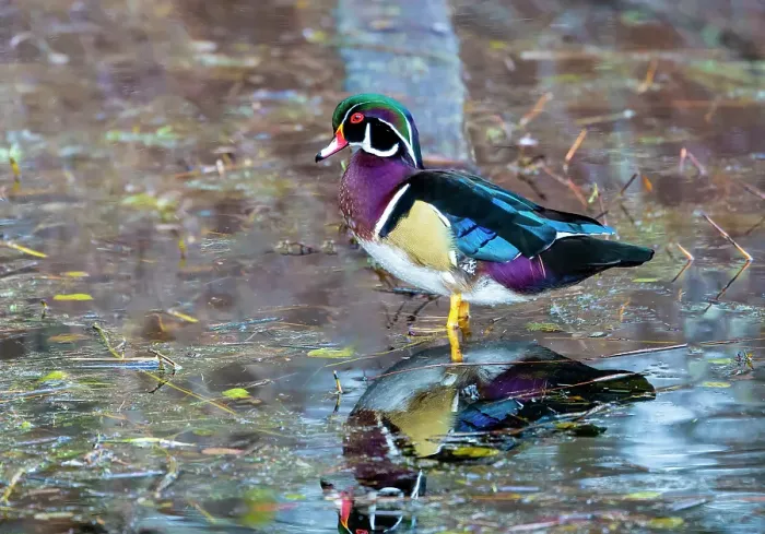 Framed Print : USA, Washington State, Sammamish. Yellow Lake Male Wood Duck Framed Print : USA, Washington State, Sammamish. Yellow Lake Male Wood Duck
