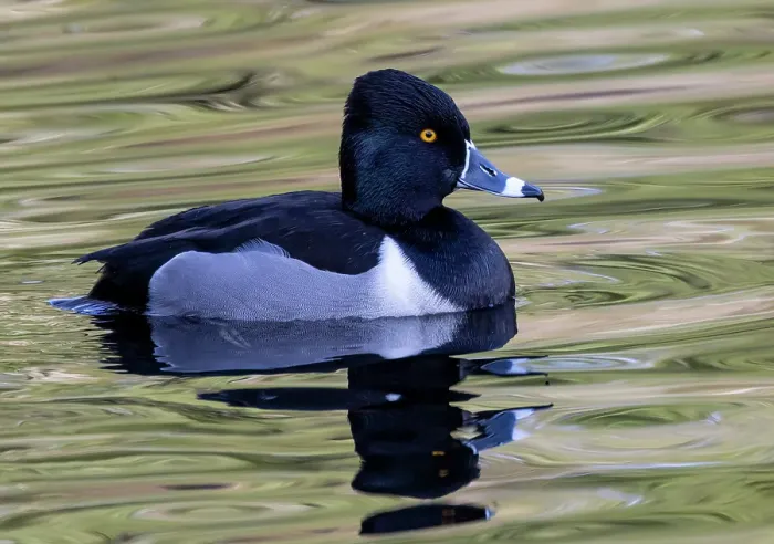 Framed Print : USA, Washington State, Sammamish. Ring-necked diving duck Framed Print : USA, Washington State, Sammamish. Ring-necked diving duck
