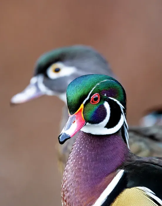 Framed Print : USA, Washington State, Sammamish. Yellow Lake Male and Female Wood Duck Framed Print : USA, Washington State, Sammamish. Yellow Lake Male and Female Wood Duck