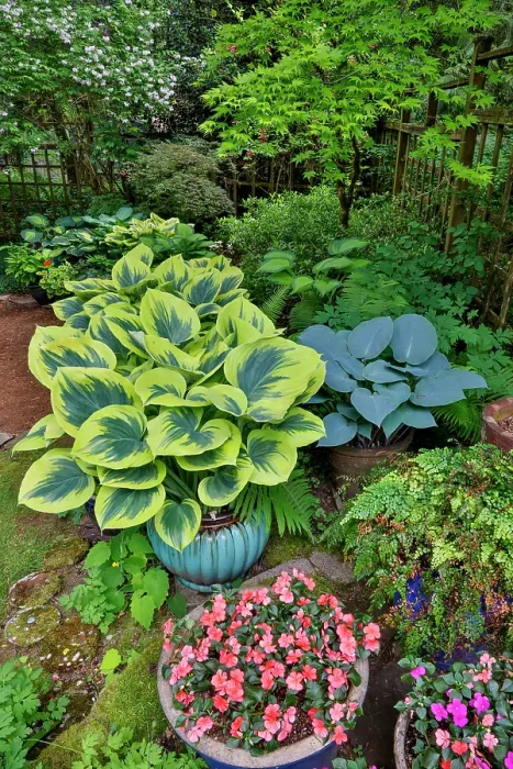 Framed Print : USA, Washington State, Sammamish. Garden with hosta and impatiens in late spring time bloom Framed Print : USA, Washington State, Sammamish. Garden with hosta and impatiens in late spring time bloom