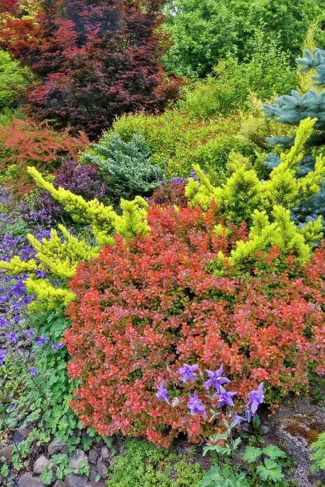 Framed Print : USA, Washington State, Sammamish. Garden in springtime front yard with evergreens, Japanese maple and barberry