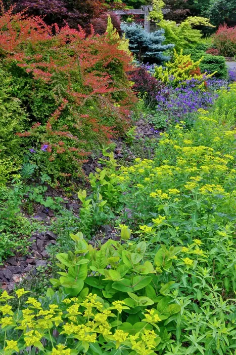 Framed Print : USA, Washington State, Sammamish. Garden in springtime front yard with evergreens, Japanese maple and barberry Framed Print : USA, Washington State, Sammamish. Garden in springtime front yard with evergreens, Japanese maple and barberry
