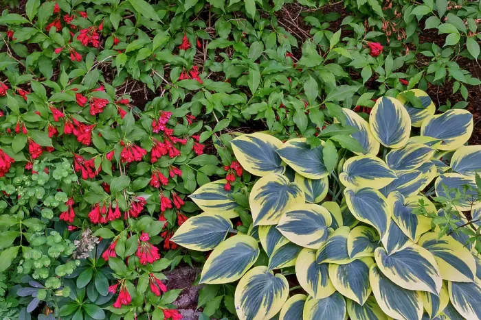 Framed Print : USA, Washington State, Sammamish. Growing hosta in garden Framed Print : USA, Washington State, Sammamish. Growing hosta in garden