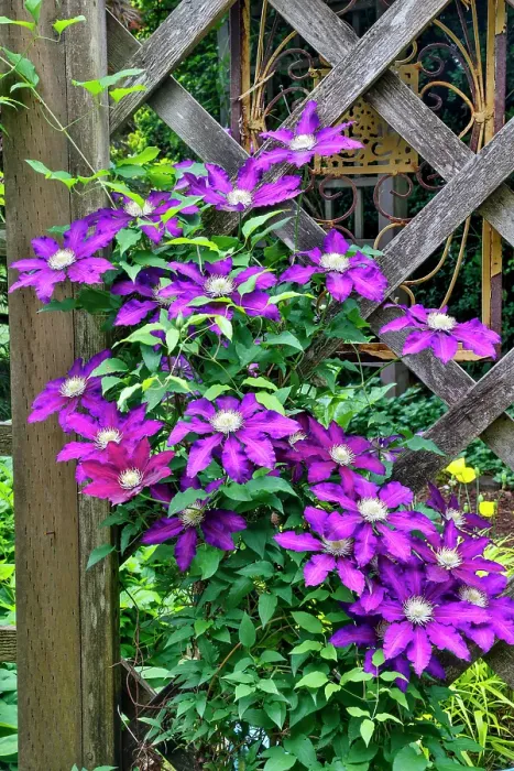 Framed Print : USA, Washington State, Sammamish. Clematis growing in pots in garden