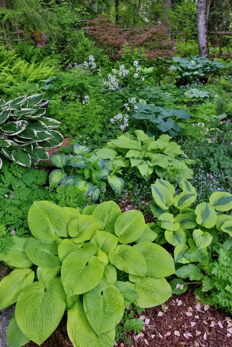 Framed Print : USA, Washington State, Sammamish. Growing hosta in garden Framed Print : USA, Washington State, Sammamish. Growing hosta in garden