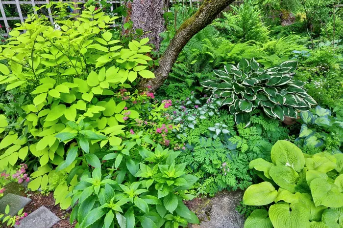 Framed Print : USA, Washington State, Sammamish. Hosta in shade garden Framed Print : USA, Washington State, Sammamish. Hosta in shade garden