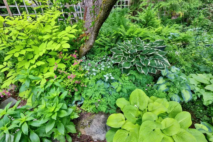Framed Print : USA, Washington State, Sammamish. Growing hosta in garden Framed Print : USA, Washington State, Sammamish. Growing hosta in garden