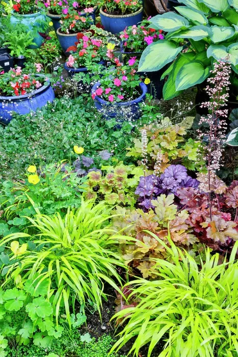 Framed Print : USA, Washington State, Sammamish. Japanese grasses planted along with hosta, impatiens and Coralbells in garden